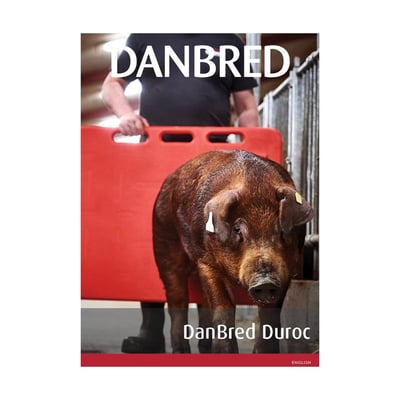 DanBred Duroc