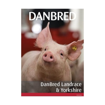 DanBred Landrace & DanBred Yorkshire